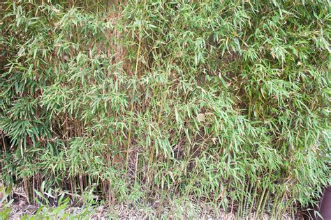 how to replant bamboo stalks.